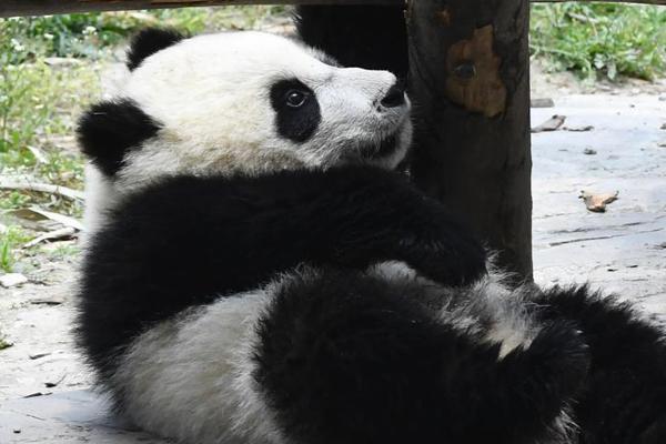 揍击派对最低多少钱
