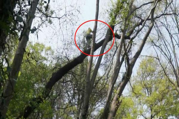 吸血鬼幸存者雷环怎么用比较好